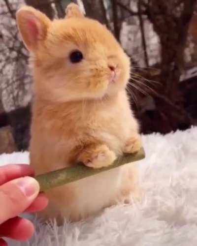 This bun is getting buff with a training regime that would make Rockie look like a shlub