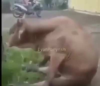 me volví furro 😔