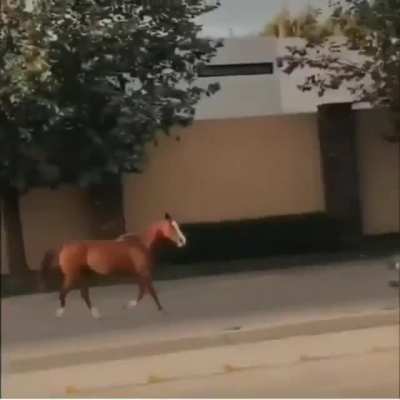 Horse power vs horse power