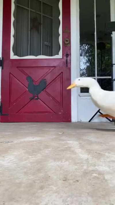 I’m fast as duck