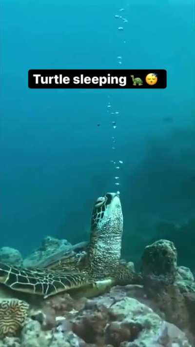 The sleeping turtle 🐢.