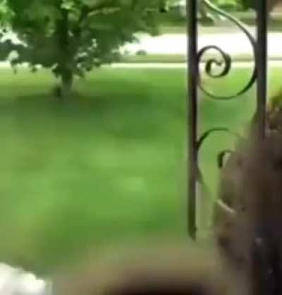 🐝