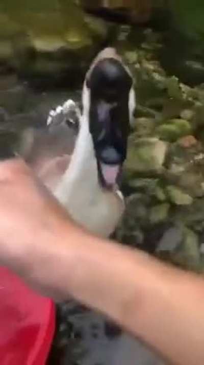 Duck