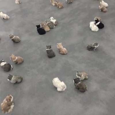 Smol cats in big rooms