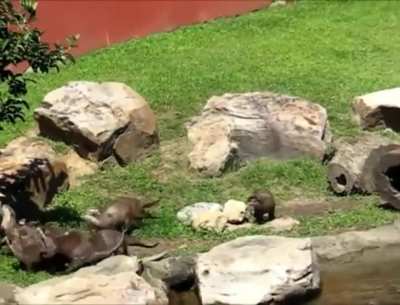 A group of otters chasing a butterfly.