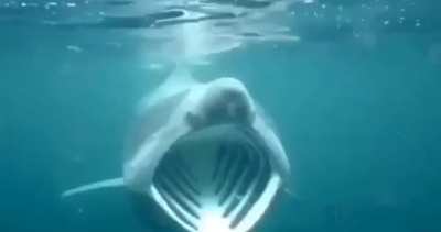 Pog Shark