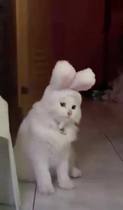 Cabbit