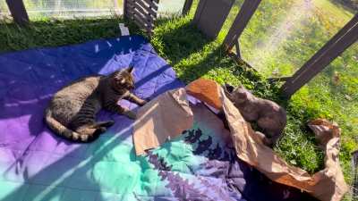 Fall catio things!