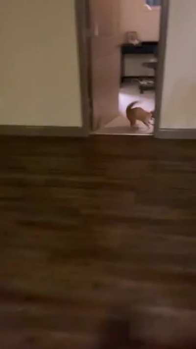 CAT ATTACK