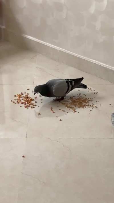 Update on the pigeon that came inside my room, he is loving the food!