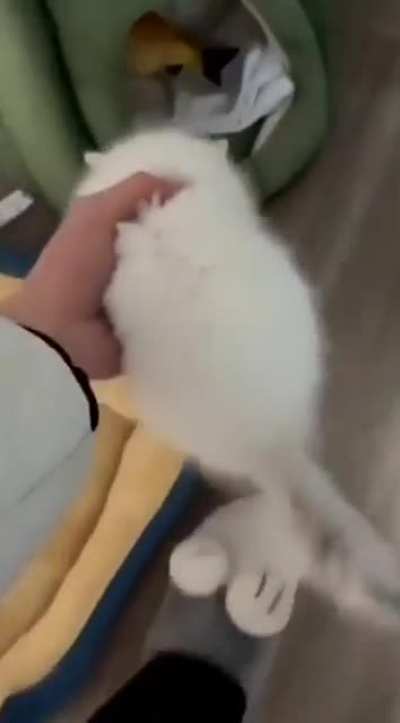 Tiny Kitty Scream