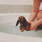 Just Keep Swimming