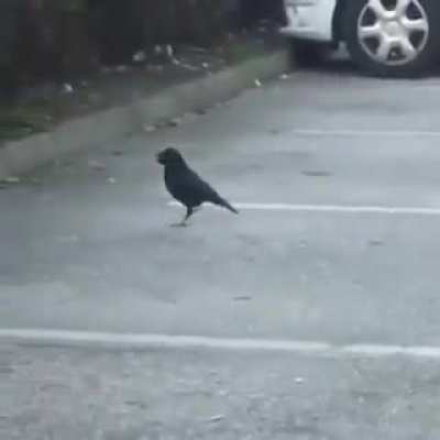 Very intelligent crow sharing his food