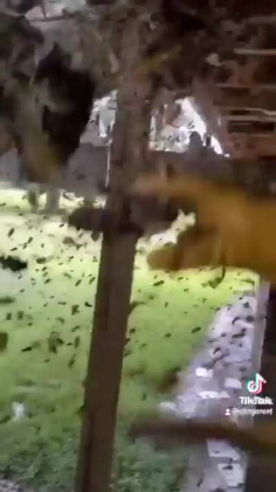 Everybody gets wasps!