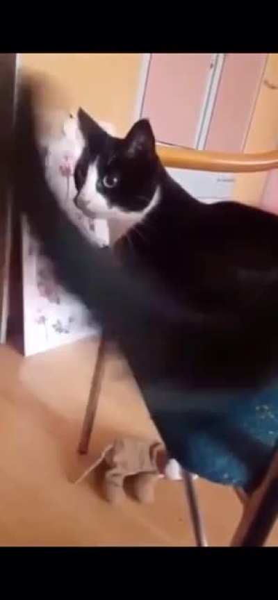 Кот и хвост