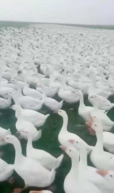 Patos