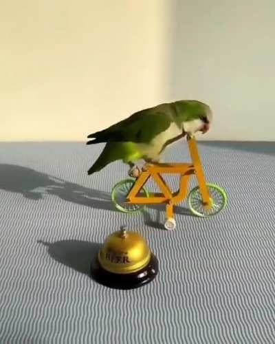 This bird....