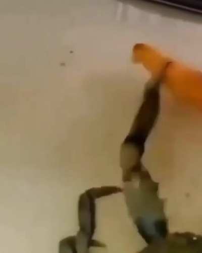 karma