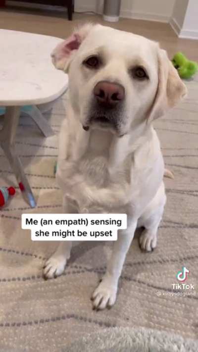 Dog Mistake