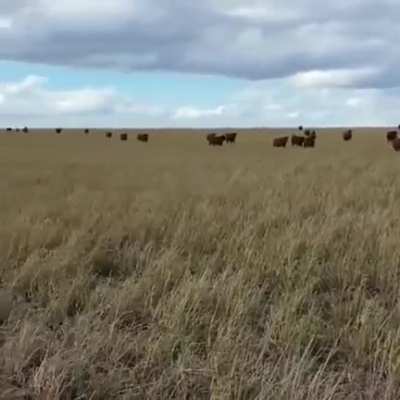 When this bull comes calling, the cows come running.