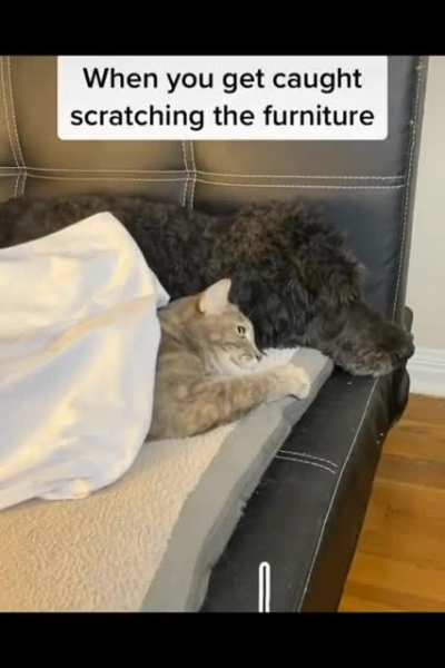 When you get caught scratching the furniture