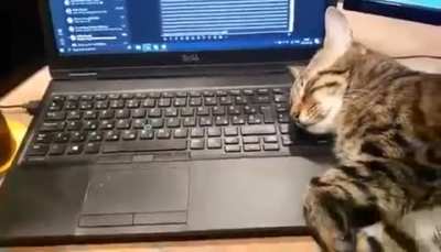 catsonkeyboards