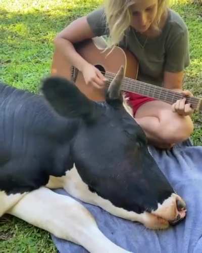 Turns out cows like music