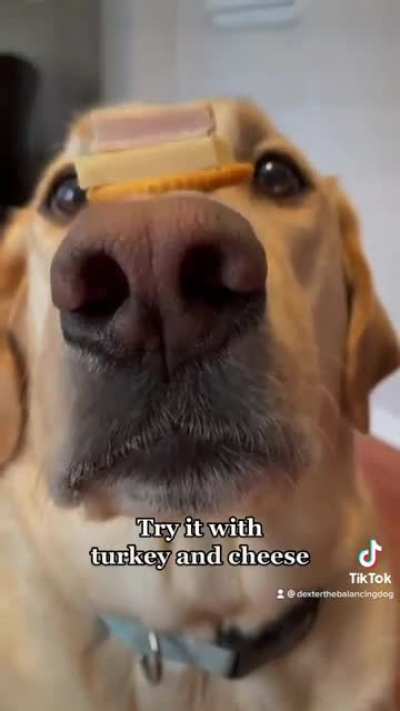 Dog Reenacts Mitch Hedberg Comedy Skit