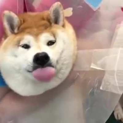 Shibe goes to the vet (cre @makonatu)