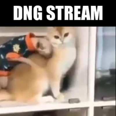 vamo la dng