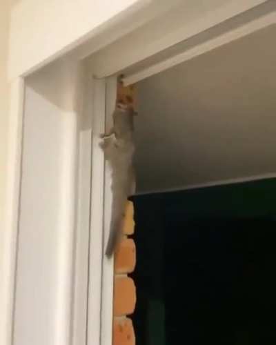 When a sugar glider comes to visit