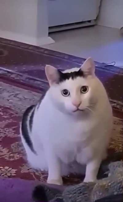 Huh cat