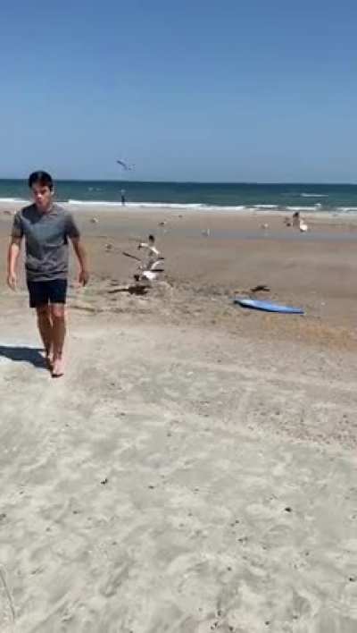 Mom bet them 100 bucks they couldn't catch a seagull.