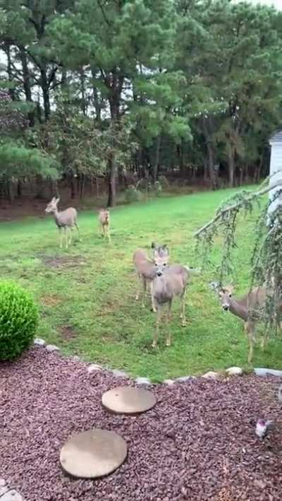 Herd of deer came to say hello