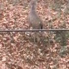 GA Buck