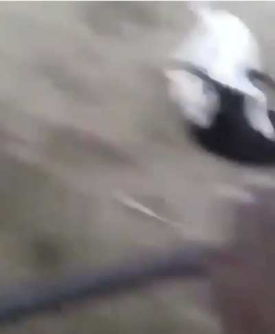 Two dogs fighting