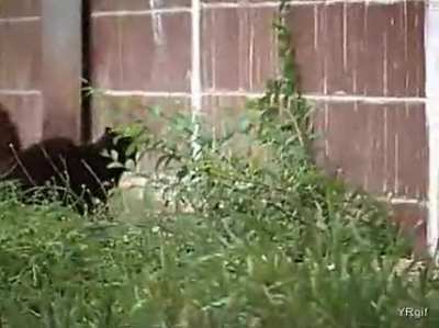 The Chuck Norris of rats