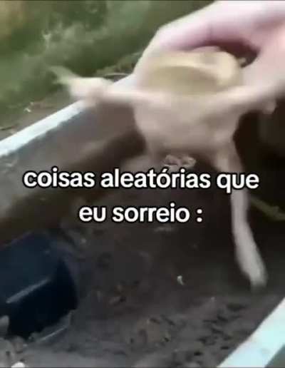 Os sapos ouçam?