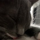 Mlem mlem mlem