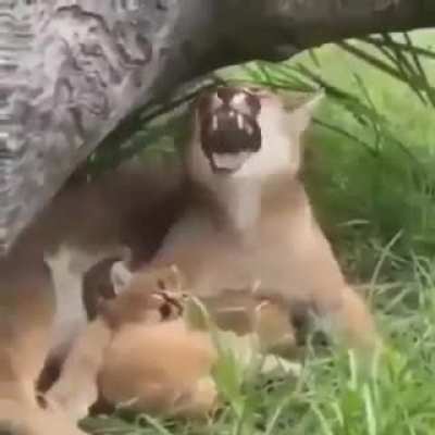 ª