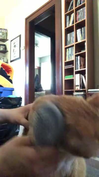 My sister’s cat, Oliver! I’ve posted him before, and he’s back for more! Oli loves brushy brushy time!