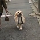 Good boy is a happy boy