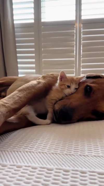 Aww this melted my heart 