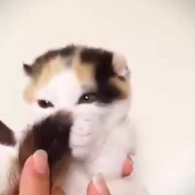 Eating the tail
