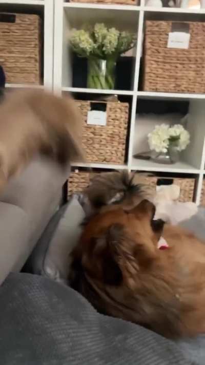 Bro saw the couch and didn’t hesistate