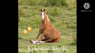Horse<wbr>اوقفز<wbr>غثننه<wbr>غعز🤣🤣<wbr>😳😳😳شط<wbr>طalla<wbr>h