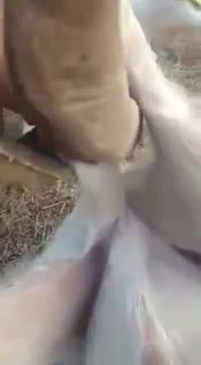 Balls in trouble.