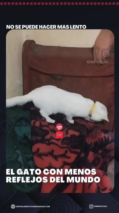 Gato sin reflejos o entongado con las lauchas?