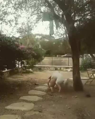 Human’s friend 😉