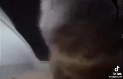 The cat